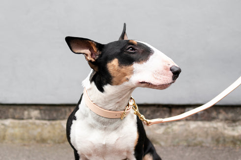 CLASSIC LEATHER COLLAR