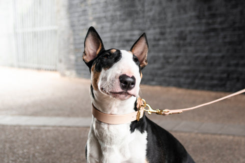 CLASSIC LEATHER COLLAR