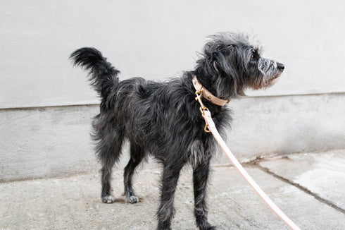 CLASSIC LEATHER LEAD