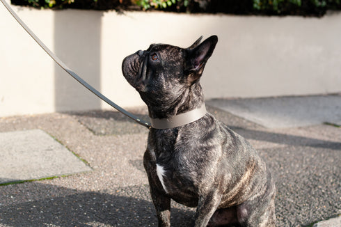CLASSIC LEATHER COLLAR