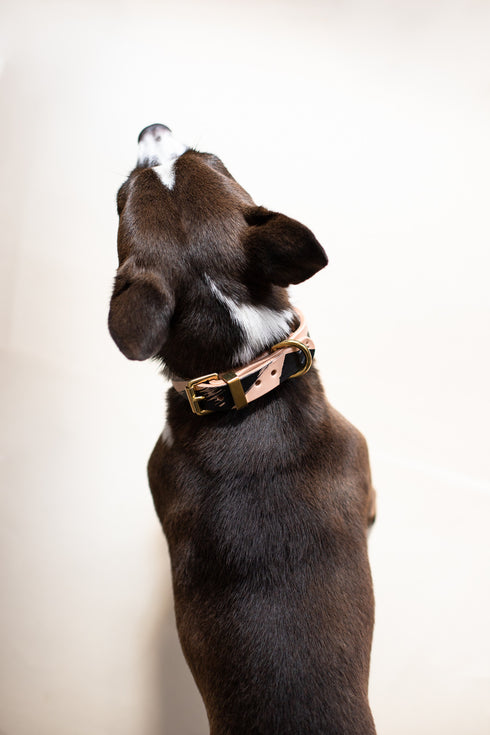 CLASSIC LEATHER COLLAR / INK COLLECTION / BRUSH