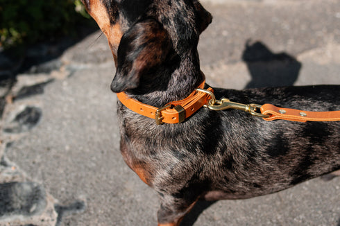 CLASSIC LEATHER COLLAR