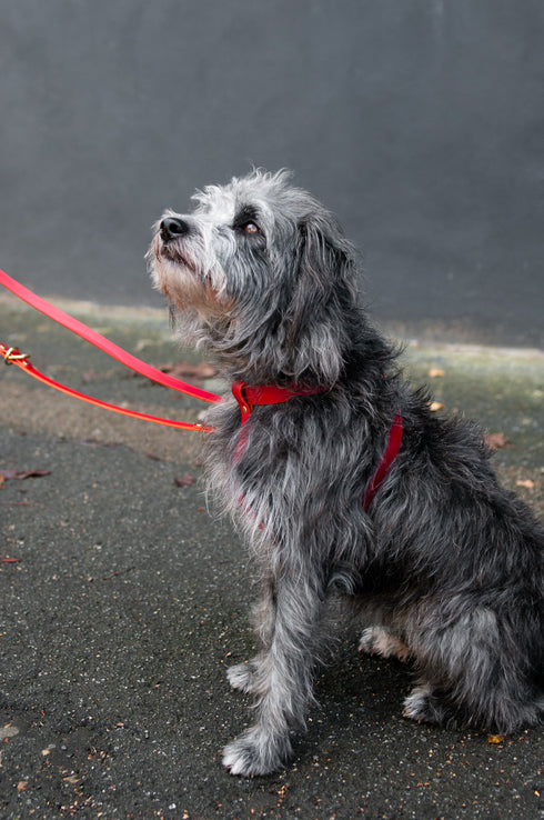 CROSS LEATHER HARNESS