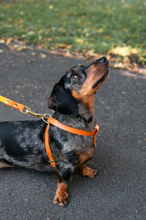 CROSS LEATHER HARNESS