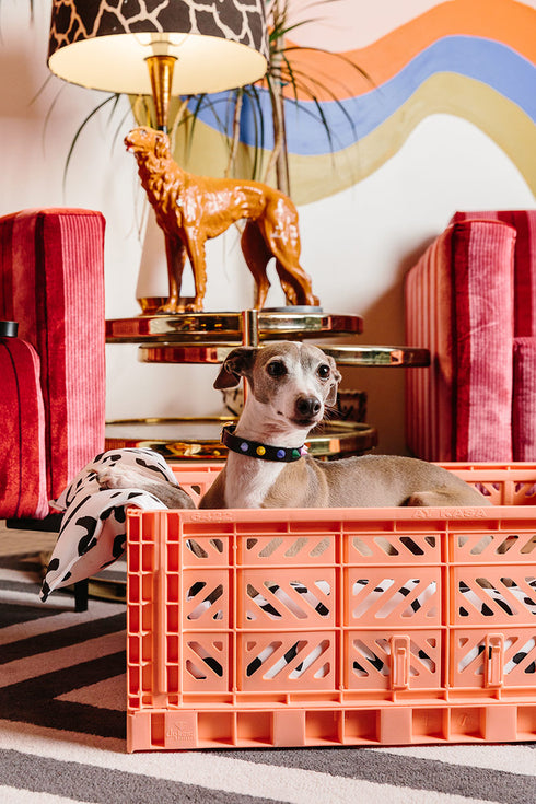 SMOOTH SPIKE LEATHER DOG COLLAR